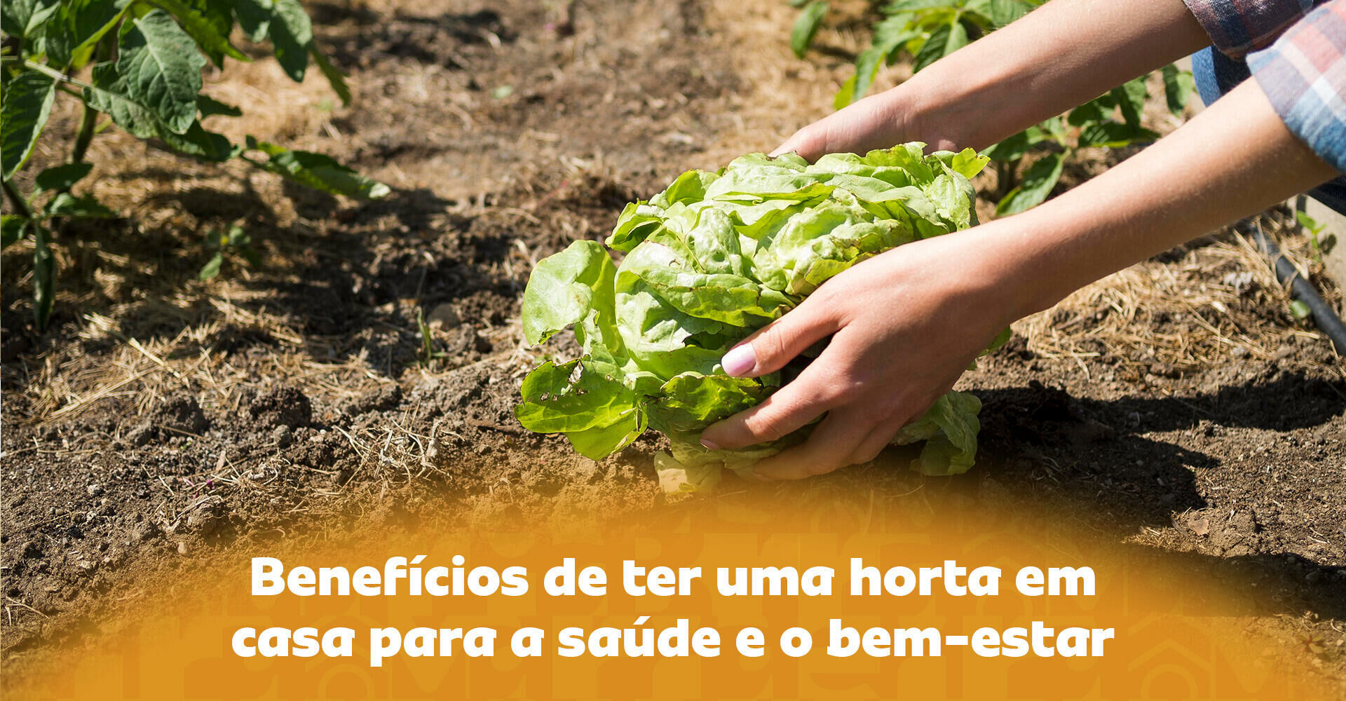 Imagem ilustrativa para o artigo Como fazer uma horta em casa e aproveitar os benefícios para a saúde mental e física da Maria Brasileira
